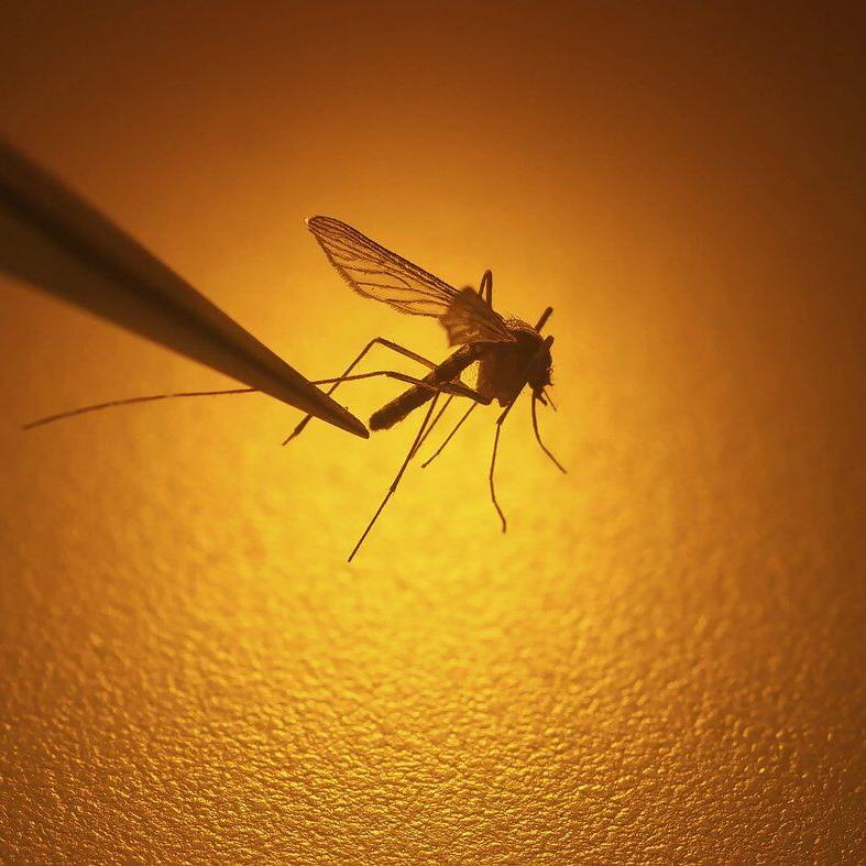 First human case of West Nile virus acquired in Canada this year confirmed